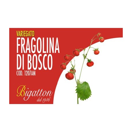 VARIEGATO FRAGOLINA DI BOSCO